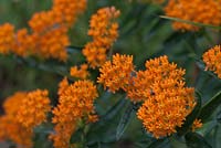 Asclepias tuberosa - Butterfly weed