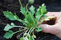 Repotting Iceland poppies step by step - A yellow leaf is removed