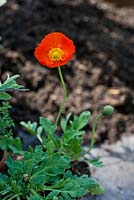 Repotting Iceland poppies step by step - Papaver nudicaule 'Partyfun', Iceland Poppy