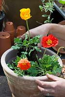 Repotting Iceland poppies step by step - Three Iceland poppies are placed in a terracotta pot