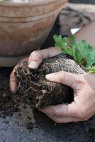 Repotting Iceland poppies step by step - Breaking up the root ball