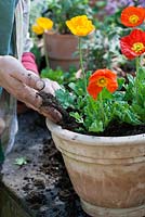 Repotting Iceland poppies step by step - Filling the gaps with potting compost