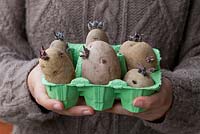 Growing potatoes in containers step by step - Potatoes with young sprouts are carried in an egg tray