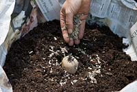 Growing potatoes in containers step by step - A hand full of corn chippings is added as fertilizer