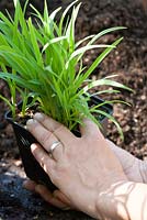 Repotting a Hemerocallis step by step - One hand taking the plant, the other keeping the pot