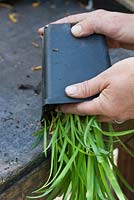 Repotting a Hemerocallis step by step - The pot is slightly knocked against the edge of a table