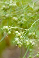 Coriandrum sativum - Moroccan Coriander, variety for seed production, Wales.