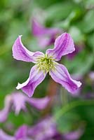 Clematis viticella 'Jolly Jake'
