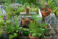 Herbs and flowers in containers