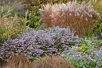 Autumn border in The Summer Garden and National Miscanthus Collection at The Bressingham Gardens, Norfolk, UK