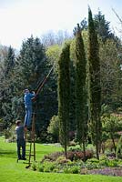 Cutting the top off a Cupressus sempervirens var. sempervirens 'Totem Pole' - Italian cypress