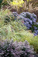 Miscanthus sinensis 'Dixieland' with Aster oblongifolius 'Raydon's Favorite' in The Summer Garden and National Miscanthus Collection at The Bressingham Gardens, Norfolk, UK