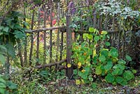 A wooden picket fence supporting Tropaeolum majus