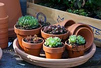Succulent perennials in clay pots