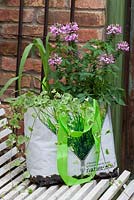 Plant bag with Cleome 'Senorita Rosalita', Cymbopogon citratus 'Tasty Lemon' and Glechome hederacea 'Variegata'