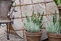 Detail from a Mediterranean patio with iron and wicker chair, terracotta pots against the backdrop of a round concrete table, Helichrysum italicum 'Sansevieria'