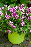 Chartreuse plastic pot with Petunia