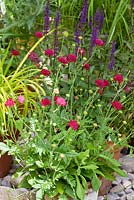 Perennials in terracotta pots - Knautia macedonica 'Mars Midget' and Salvia nemorosa 'Caradonna'
