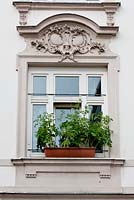 Tomato plants on the window sill of a classical building 