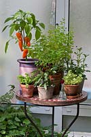 Bistro table with an arrangement of herbs and chilies in terracotta pots - Calamintha, Capsicum, Cosmos atrosanguineus, Melissa officinalis and Origanum 