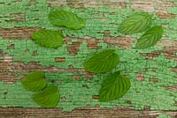 Selection of various mint leaves on green wooden surface - Mentha piperita 'Schoko', Mentha piperita var. citrata Mentha spicata 'Marokko' and Mentha spicata 'Spain'