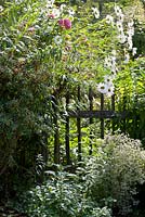 Wooden picket fence surrounded by Aster divaricatus and Leucanthemella serotina 