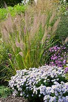 Perennial border with Aster dumosus and Stipa brachytricha