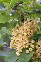 Ribes rubrum 'Blanka' - Whitecurrant