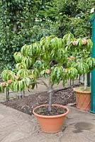 Prunus persica 'Garden Lady' - Dwarf peach in terracotta pot