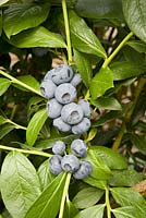Vaccinium corymbosum 'Patriot' - Blueberry
