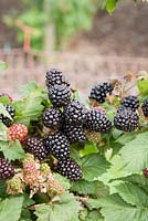 Rubus fruticosus 'Helen' - Blackberry