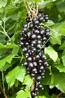 Ribes nigrum 'Ben Sarek' - Blackcurrant