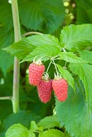 Rubus idaeus 'Malling Minerva' - Raspberry