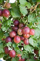 Ribes uva-crispa 'Pax' - Gooseberry