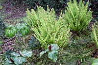 Dryopteris trillium 'Erectum' - Jessamine Cottage, Kenley, Shropshire