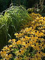 Rudbeckia fulgida sullivantii 'Goldsturm' and Spartina pectinata 'Aureomarginata' -  Broadview Gardens, Hadlow College, Kent