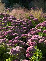 Sedum herbstfreude and Stipa arundinacea - Broadview Gardens, Hadlow College, Kent