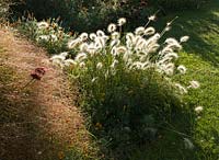 Pennisetum villosum - Broadview Gardens, Hadlow College, Kent