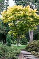 Acer palmatum 'Senkaki' - Coral Bark Maple