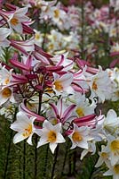 Lilium Regale - Regal Lily