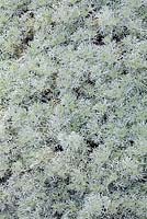 Artemisia glacialis - Glacier wormwood