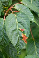 Fungal leaf spot on Acer davidii