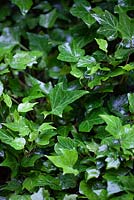 Hedera helix - English Ivy