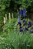 Bearded irises with Geraniums and Delphiniums. Newland End Gardens