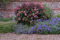 Border in the front garden with Rosa 'Sophie's Perpetual' an old China Rose growing through a Berberis. Geraniums,  Nepeta and Bearded Iris against a flint and brick wall. Newland End Gardens