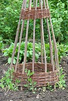 Willow wigwams with newly planted Lathyrus - Sweet Peas at Newland End, Essex