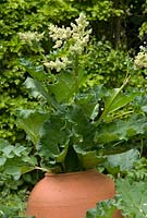 Rhubarb flowering in terracotta forcing jar used to produce early tender pink stems at Newland End, Essex 