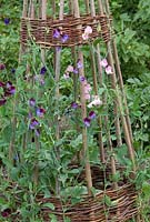 Lathyrus - Sweet peas growing up willow wigwam at Newland End