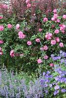 Rosa 'Sophie's Perpetual' an old China Rose growing with Berberis, Geranium and Nepeta in the foreground. Newland End Gardens