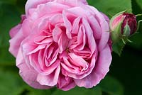 Rosa 'Gros Choux d'Hollande', a Bourbon rose with a rich fragrance. Newland End
